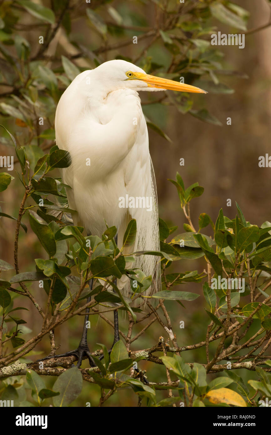 Airone bianco maggiore (Ardea alba), Arthur R. Marshall Loxahatchee National Wildlife Refuge, Florida Foto Stock