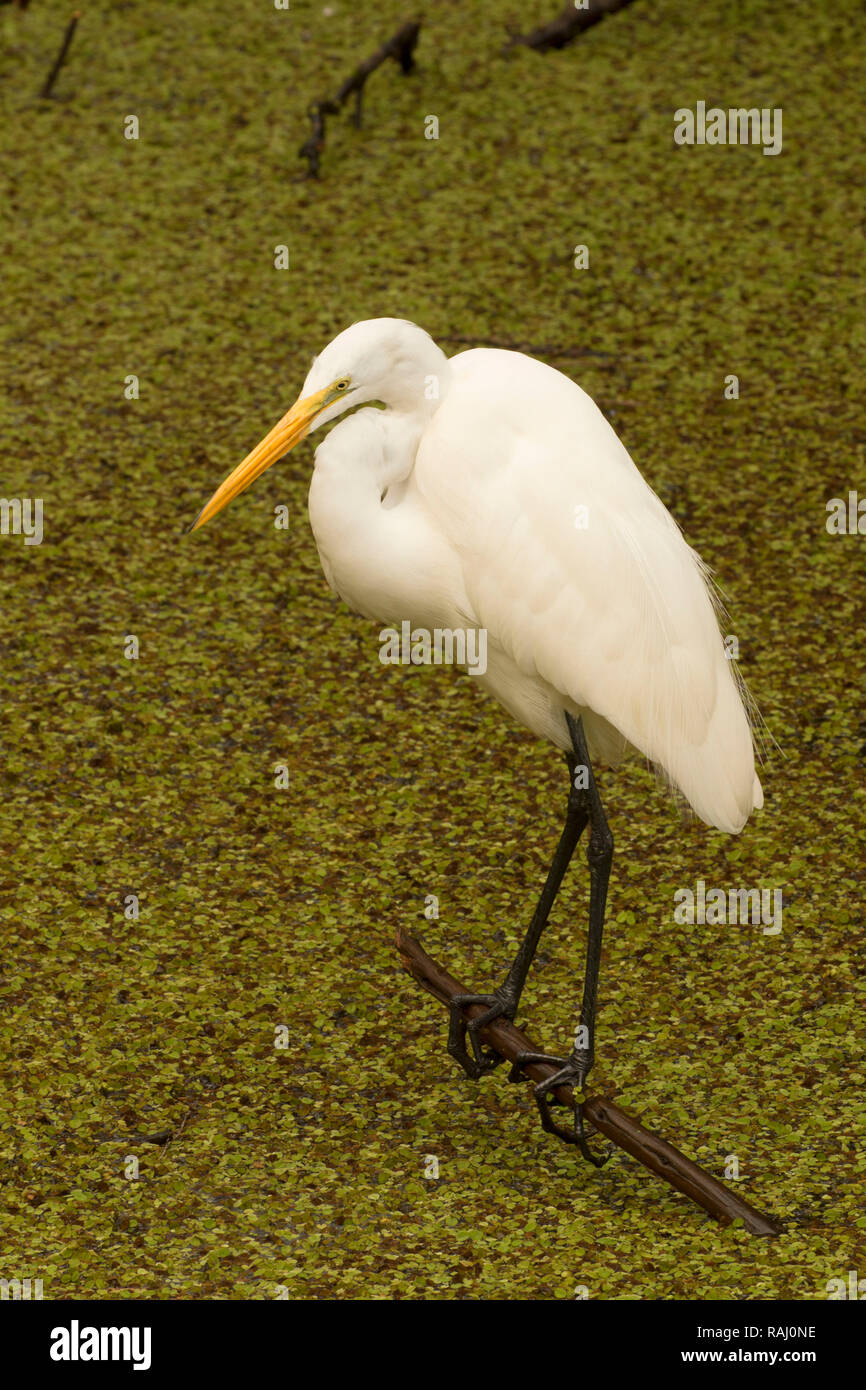 Airone bianco maggiore (Ardea alba), Arthur R. Marshall Loxahatchee National Wildlife Refuge, Florida Foto Stock
