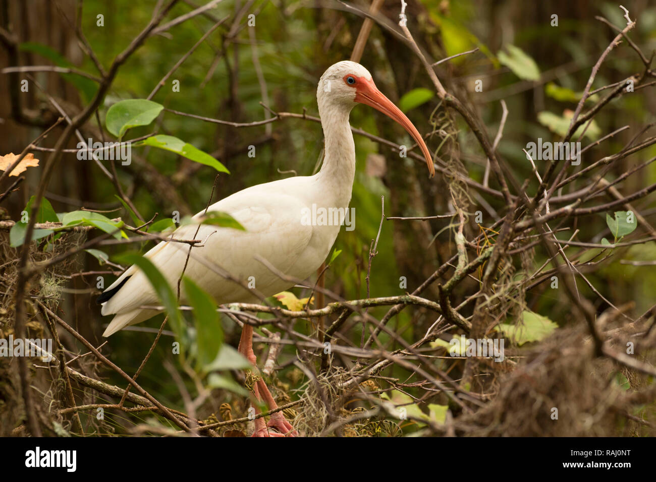 Bianco (ibis Eudocimus albus), Arthur R. Marshall Loxahatchee National Wildlife Refuge, Florida Foto Stock