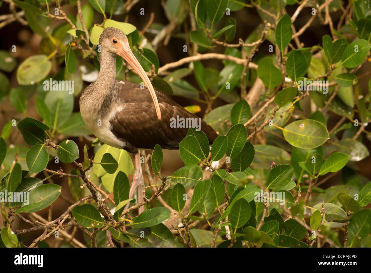 Bianco (ibis Eudocimus albus), Arthur R. Marshall Loxahatchee National Wildlife Refuge, Florida Foto Stock