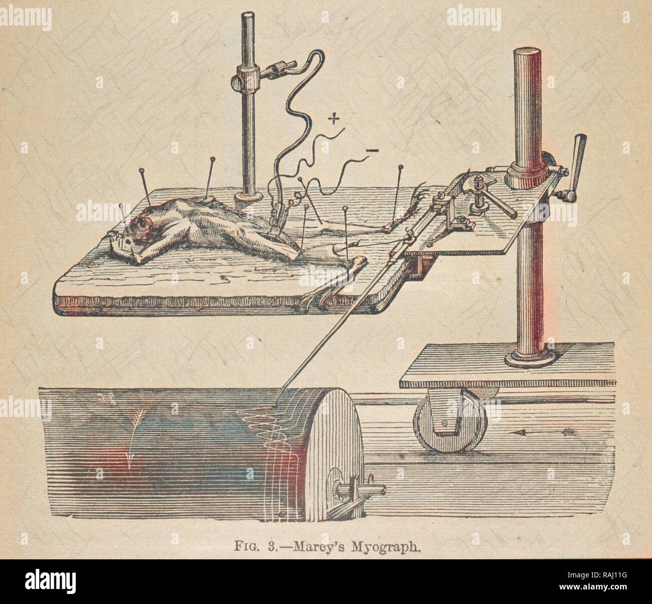 La Marey myograph, meccanismo animale: un trattato sul terrestre e aërial locomozione, Marey, Etienne-Jules, 1830-1904 reinventato Foto Stock