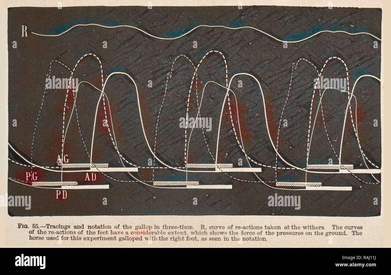 I tracciati e la notazione del galoppo in tre-tempo ... Meccanismo di animale: un trattato sul terrestre e aërial reinventato Foto Stock