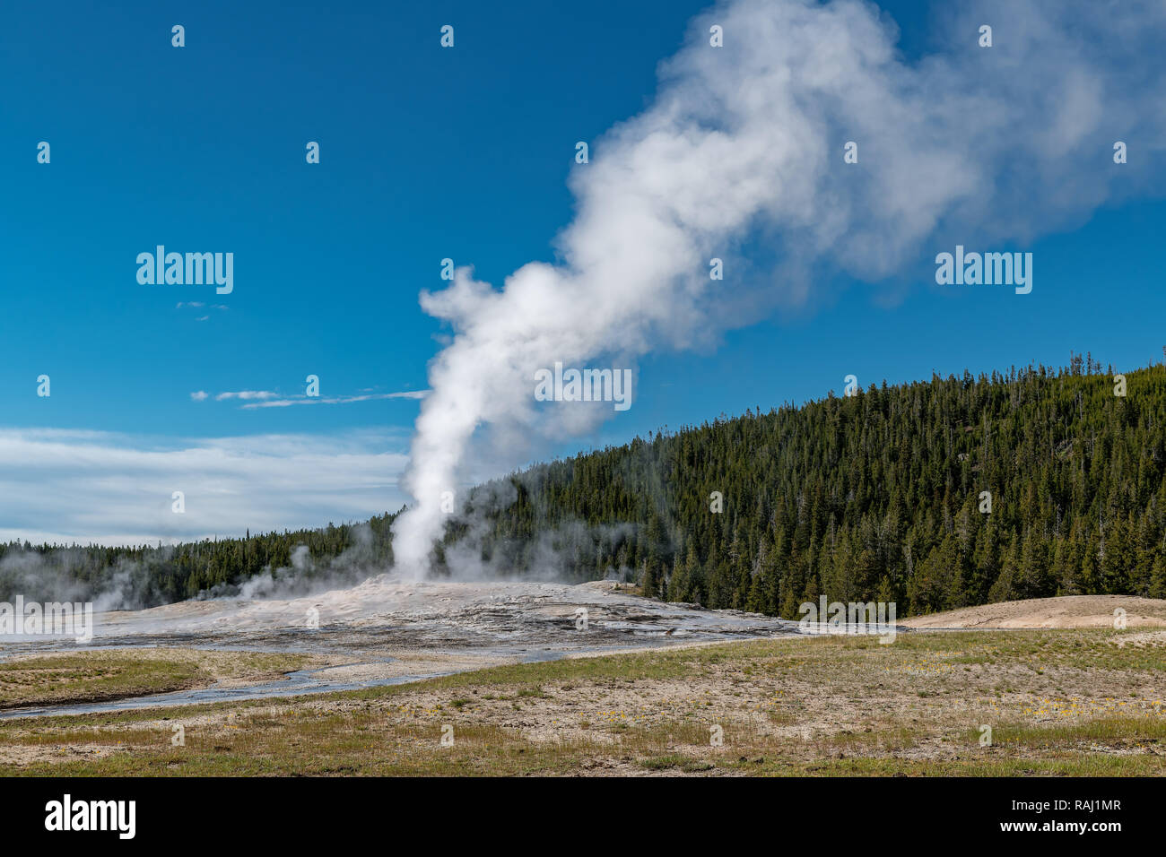 Eruzione del geyser Old Faithful presso il Parco Nazionale di Yellowstone USA Foto Stock