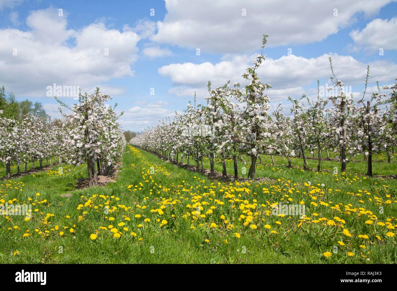 Apple Blossom, Altes Land per la coltivazione di frutta, Regione Bassa Sassonia Foto Stock
