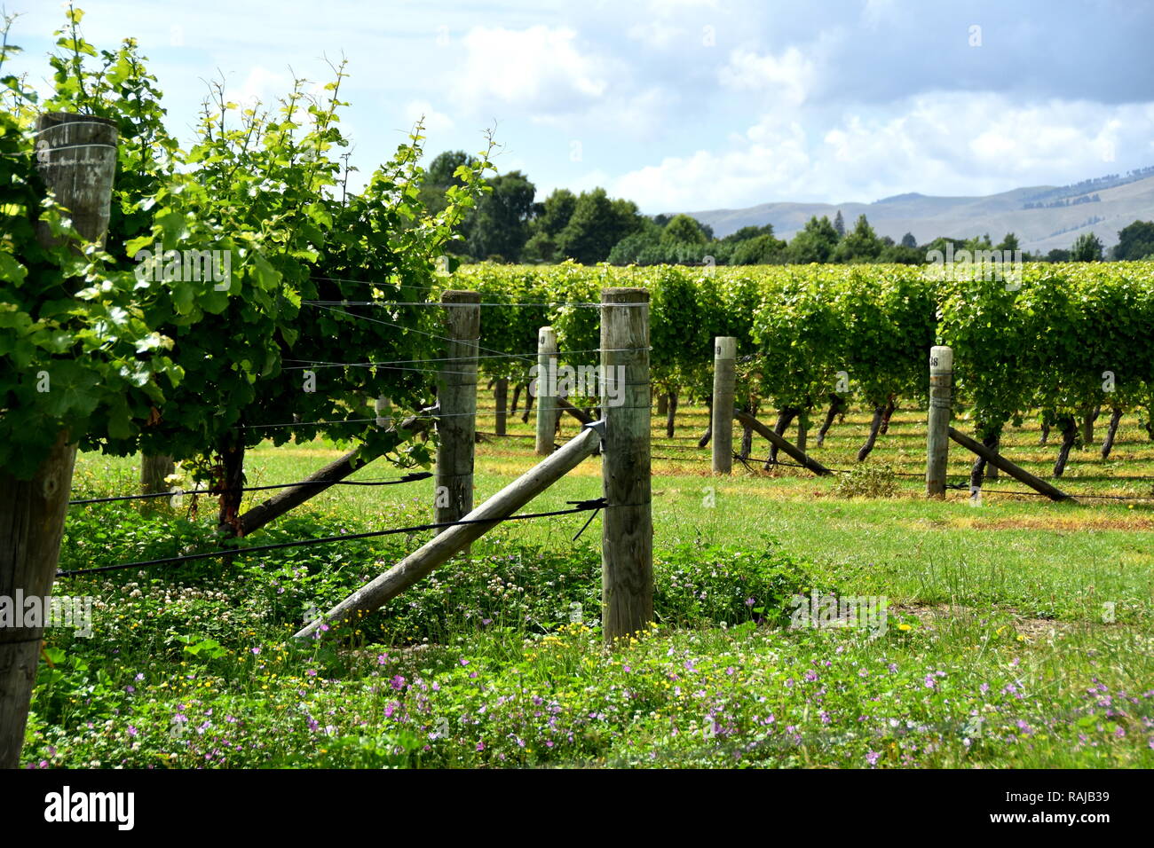 Righe di meccanicamente e rabboccato e untopped vigne in estate in un vigneto di Blenheim, NZ Foto Stock