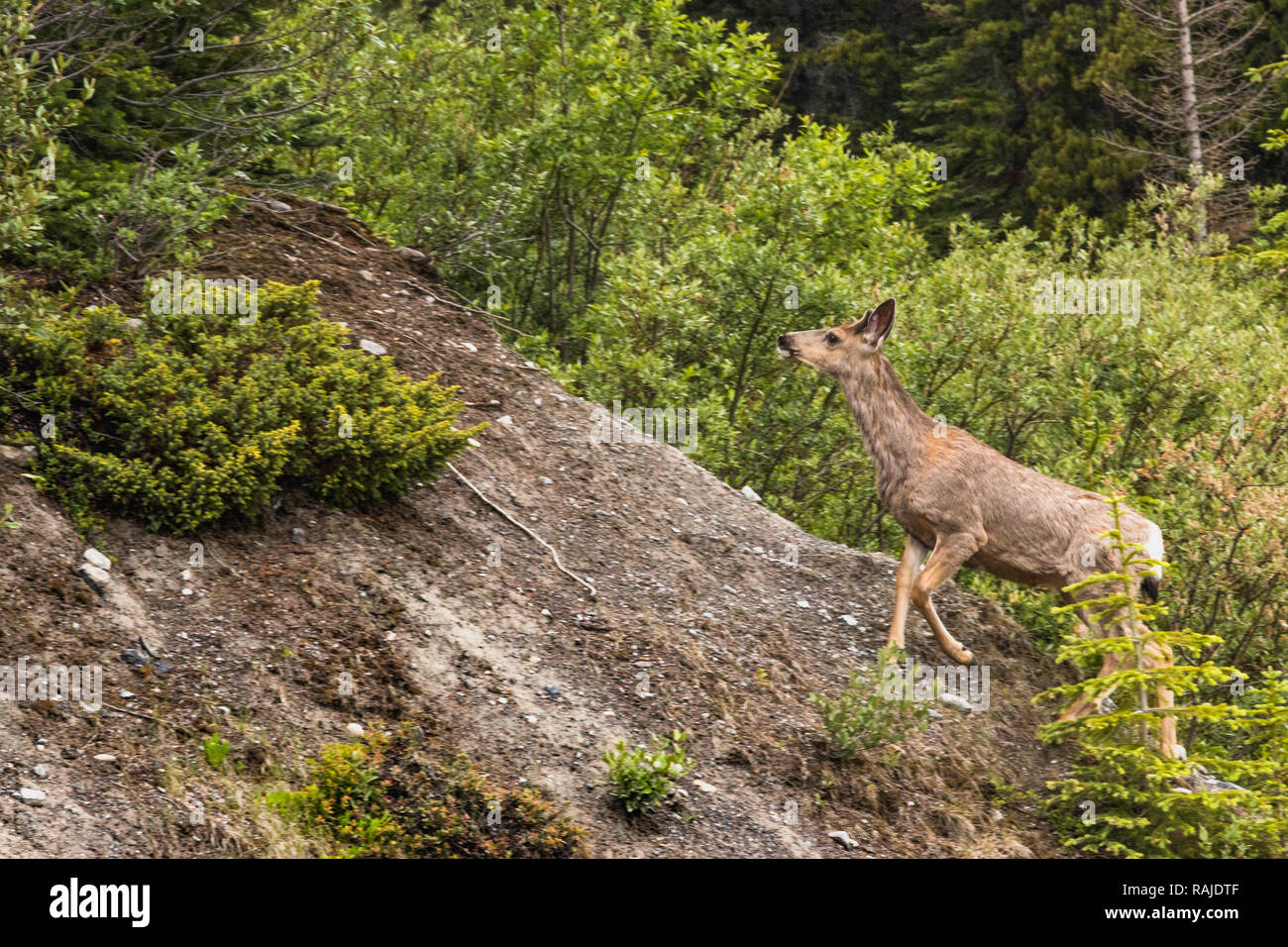 Il cervo in foresta Montagne Rocciose - Kananaskis, Alberta, Canada. In estate la scena durante il giorno. La fauna delle montagne rocciose. Foto Stock