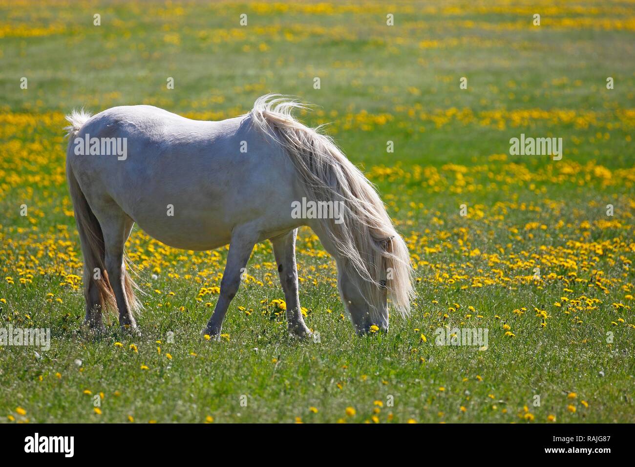 Bianco cavallo islandese (Equus przewalskii f. caballus), gravida sfiora sul prato fiorito, Schleswig-Holstein, Germania Foto Stock