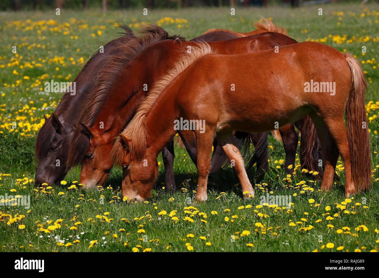 Tre pascolo cavalli islandesi (Equus przewalskii f. caballus), su di un prato fiorito, Schleswig-Holstein, Germania Foto Stock