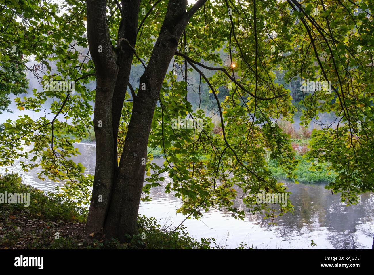 Norvegia (acero Acer platanoides) presso il fiume Isar, riserva naturale di Isarauen vicino Oberhummel, Alta Baviera, Baviera, Germania Foto Stock