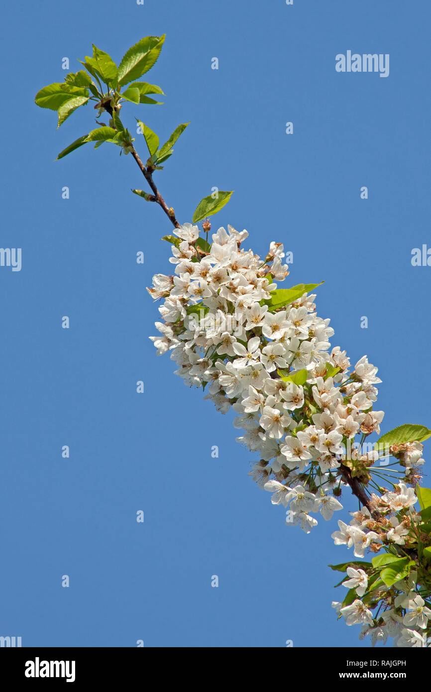 Fiori Ciliegio (Prunus sp.) Foto Stock