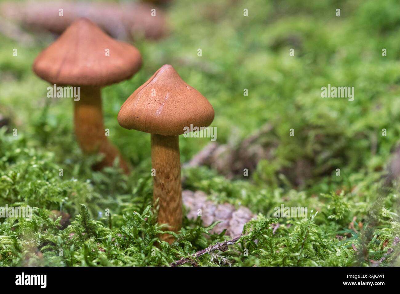 Deadly webcap (Cortinarius rubellus), orientale della Turingia, Germania Foto Stock