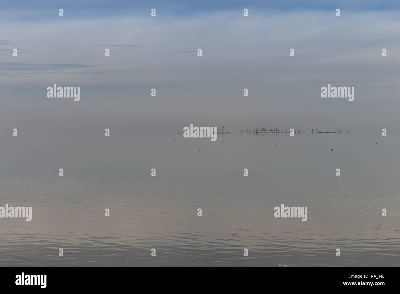 Alberi a secco nella città di Epecuen. Lago di sale che ha causato inondazioni devastanti. Foto Stock