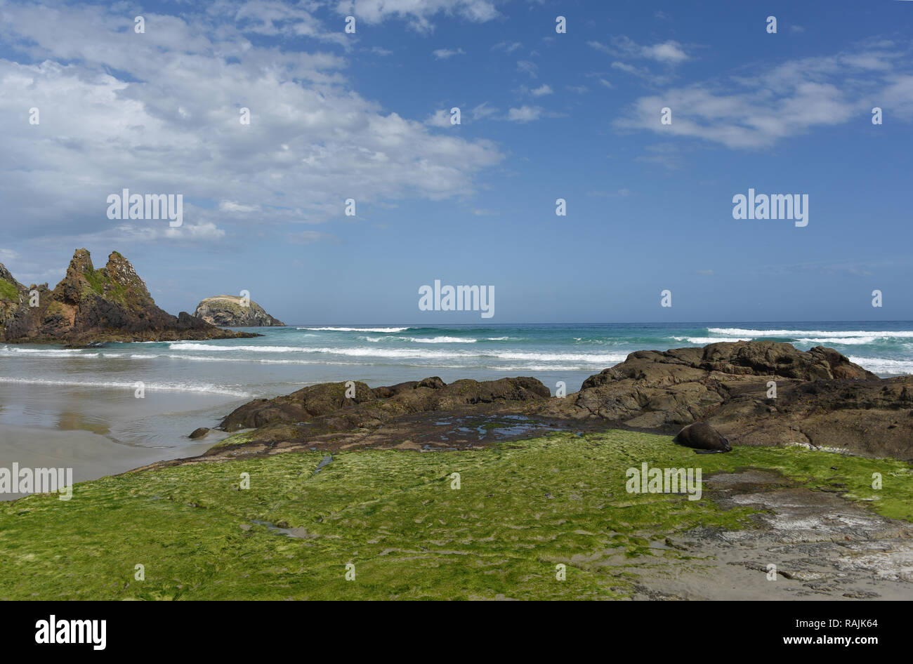 Spiaggia di Allans sulla penisola di Otago sull'Isola del Sud della Nuova Zelanda. Uno dei pochi luoghi in cui sun bagnanti condividono una splendida spiaggia con le foche. Foto Stock