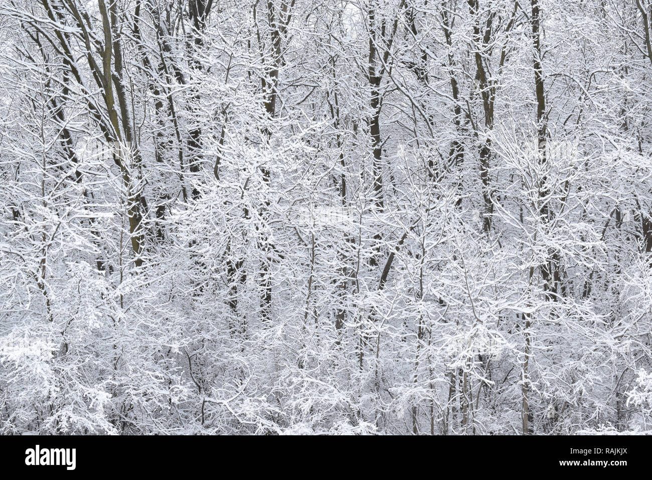 Coperta di neve di alberi decidui e arbusti sul bordo di una foresta in un giorno nuvoloso dopo una tempesta di neve in inverno Foto Stock