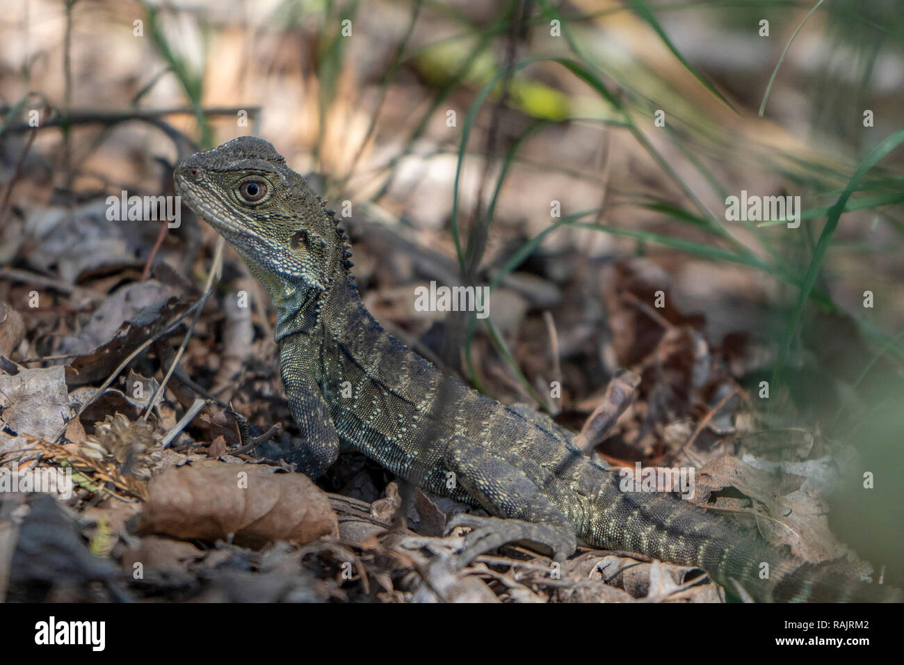 Acqua orientale Dragon in scrub, NSW Australia Foto Stock