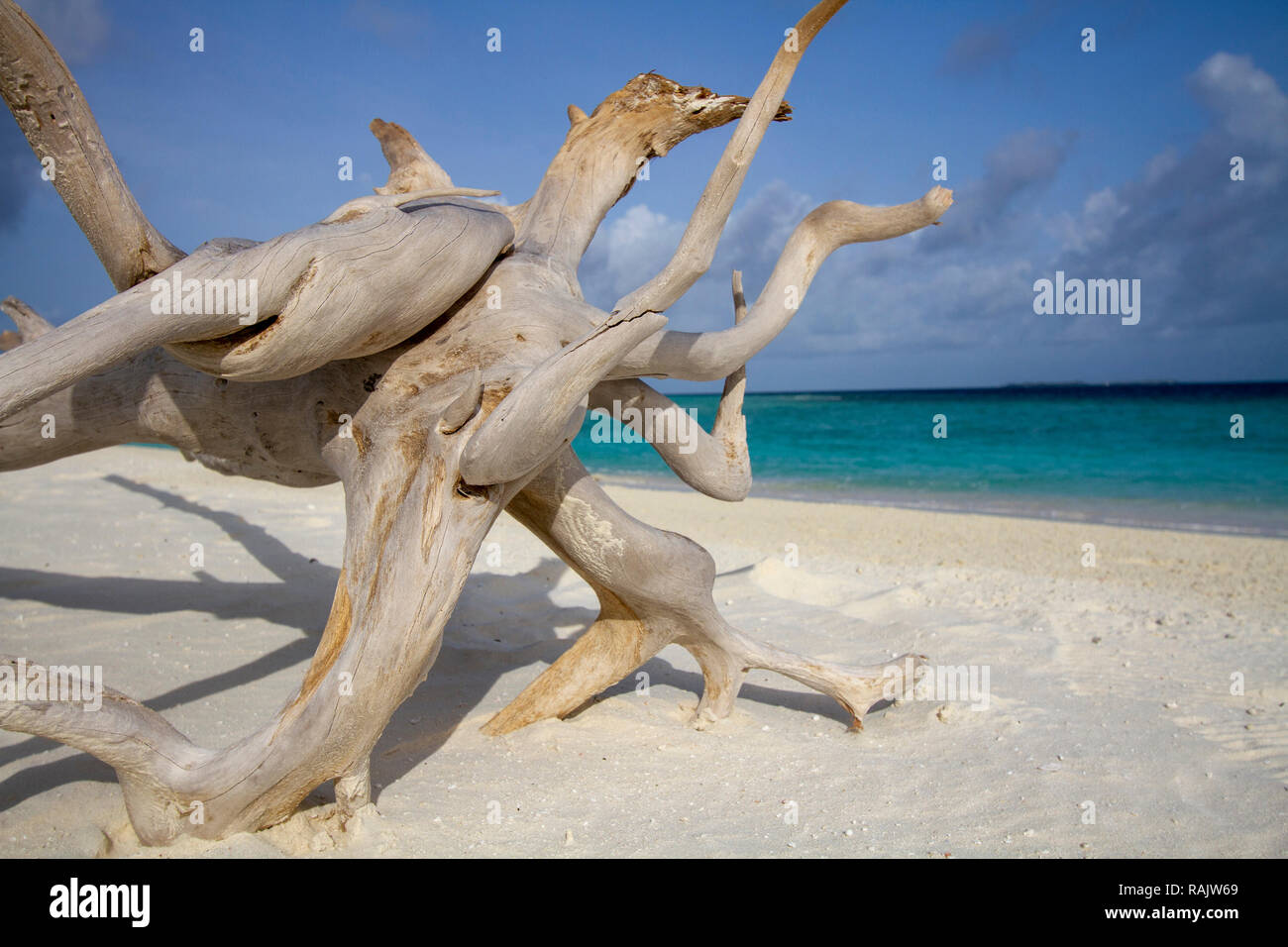 Driftwood sulla spiaggia di sabbia bianca delle Maldive Foto Stock