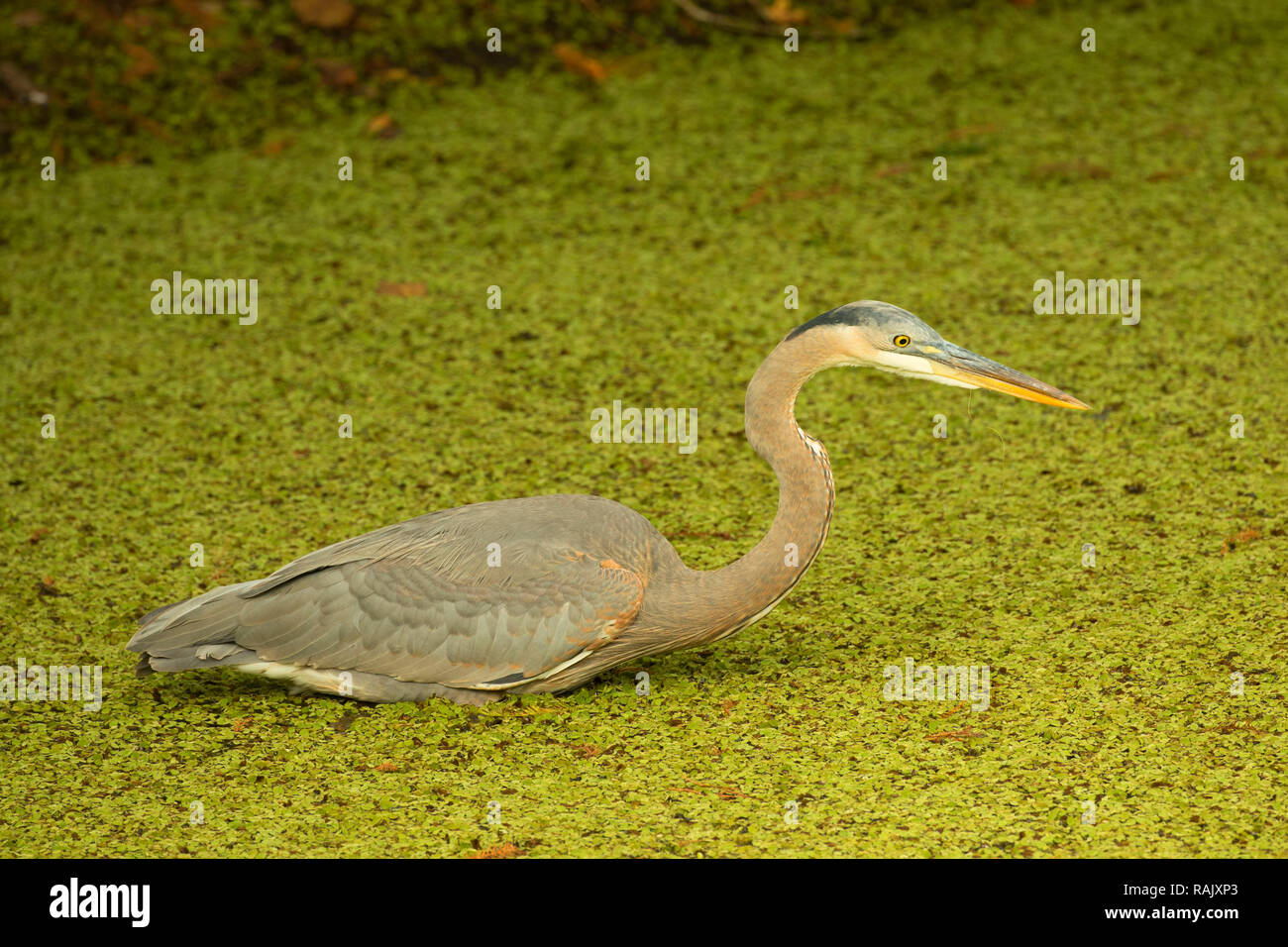 Airone blu (Ardea erodiade), Arthur R. Marshall Loxahatchee National Wildlife Refuge, Florida Foto Stock