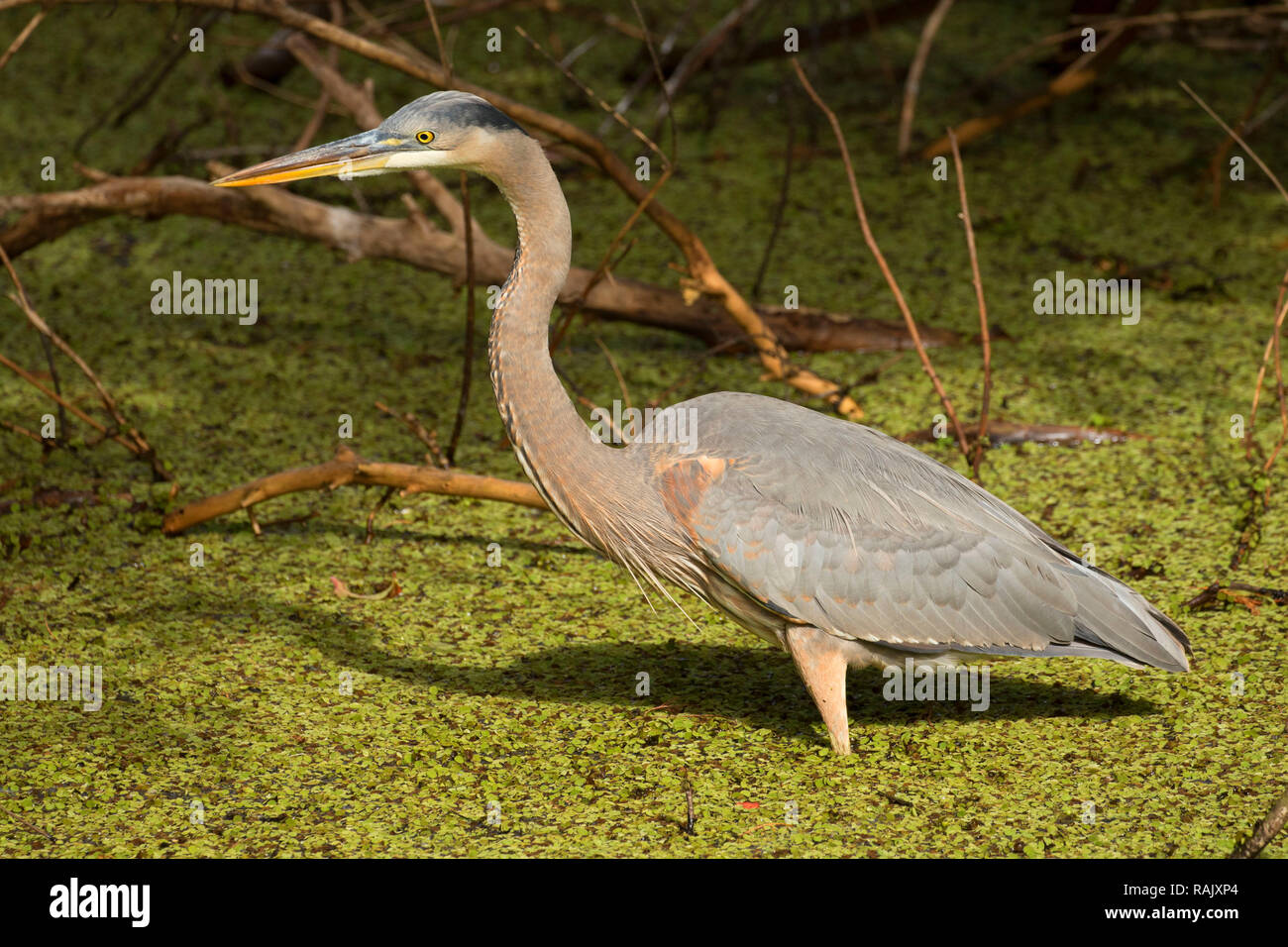 Airone blu (Ardea erodiade), Arthur R. Marshall Loxahatchee National Wildlife Refuge, Florida Foto Stock