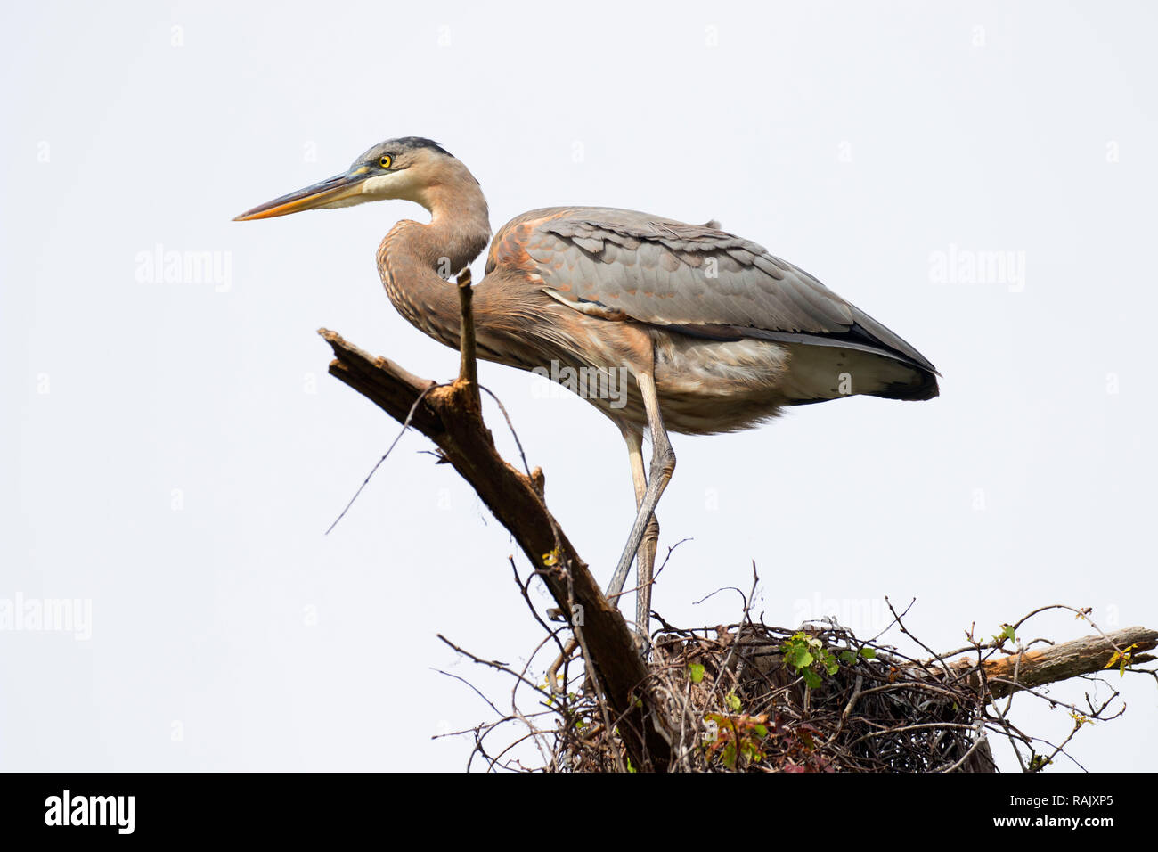 Airone blu (Ardea erodiade), Arthur R. Marshall Loxahatchee National Wildlife Refuge, Florida Foto Stock