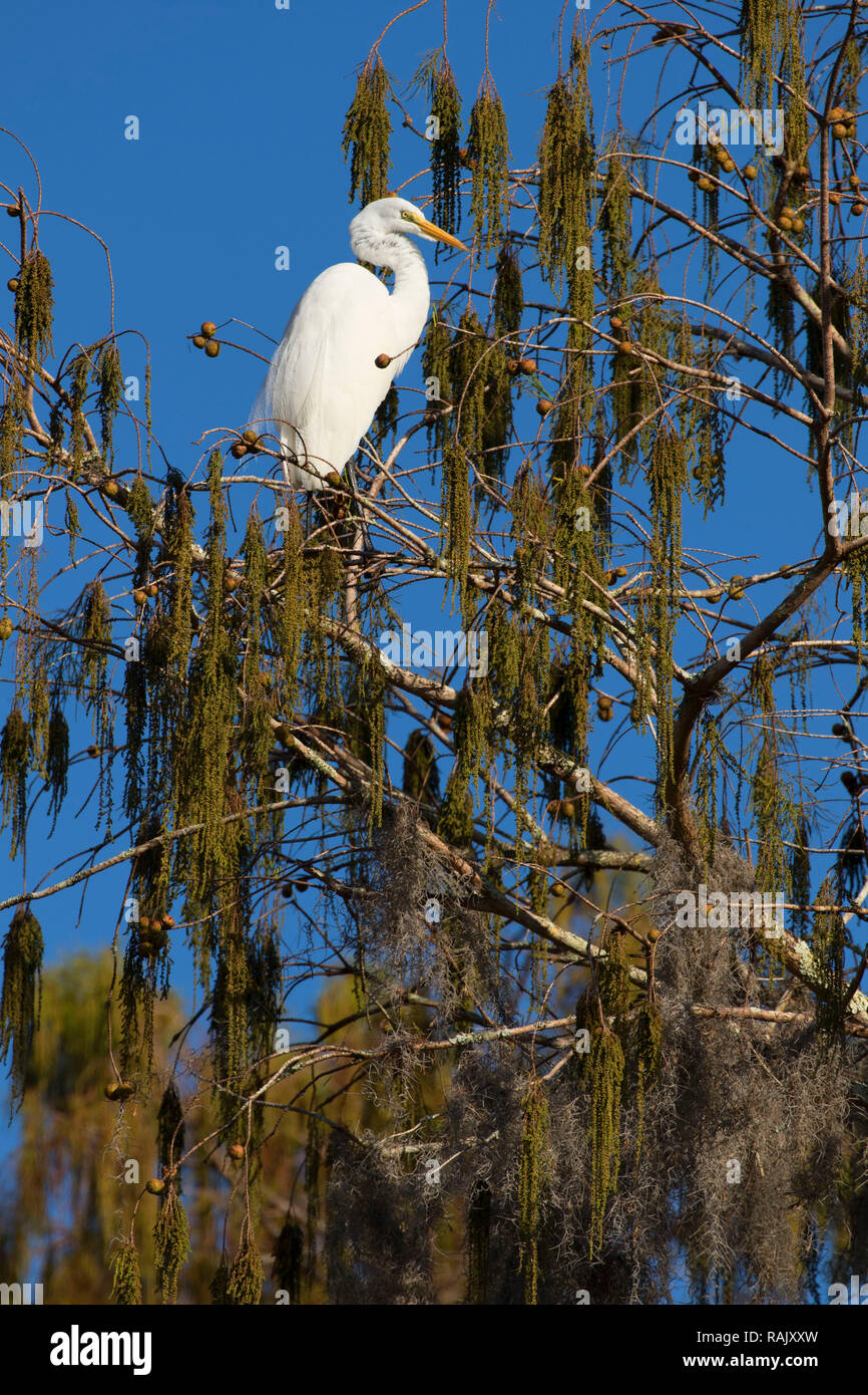 Airone bianco maggiore (Ardea alba), Arthur R. Marshall Loxahatchee National Wildlife Refuge, Florida Foto Stock