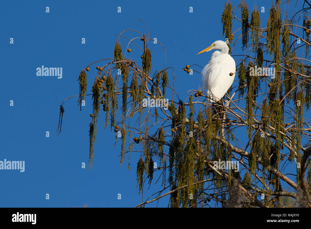 Airone bianco maggiore (Ardea alba), Arthur R. Marshall Loxahatchee National Wildlife Refuge, Florida Foto Stock