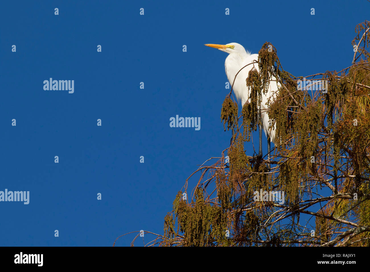 Airone bianco maggiore (Ardea alba), Arthur R. Marshall Loxahatchee National Wildlife Refuge, Florida Foto Stock