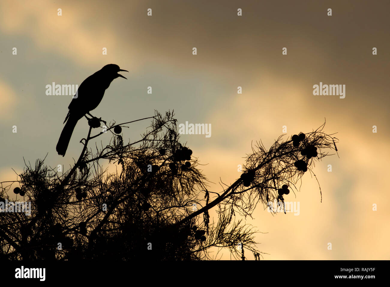 Grackle silhouette, Arthur R. Marshall Loxahatchee National Wildlife Refuge, Florida Foto Stock
