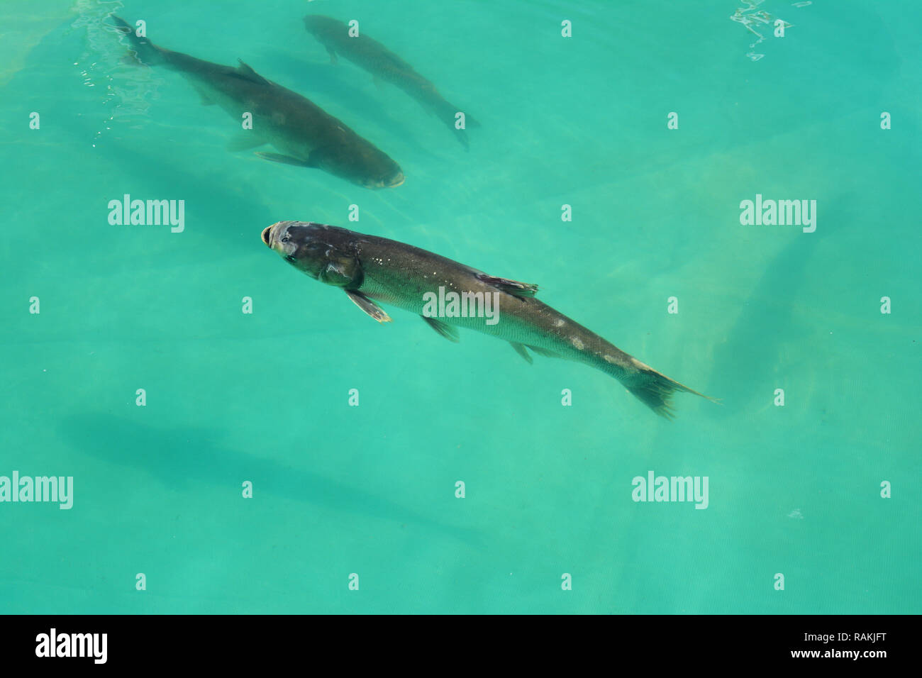 Vicino sul pesce in gabbia per l'allevamento ittico. Pesce di mare farm. Foto Stock