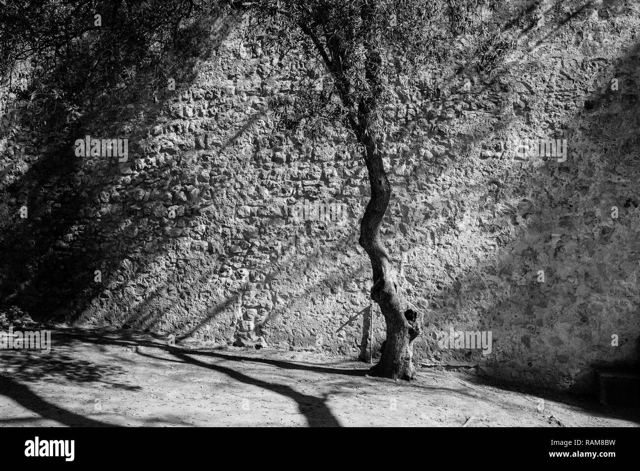 Ombre profonde di olivi in un deserto il giardino di una fortezza, il castello di Sao Jorge, Lisbona Foto Stock