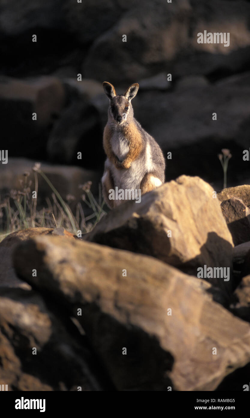 Giallo-footed ROCK WALLABY, (PETROGALE XANTHOPUS) DUBBO ZOO, Nuovo Galles del Sud, Australia Foto Stock