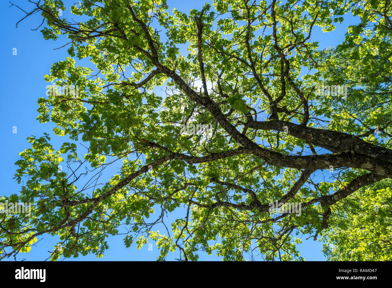 Foglie e rami della quercia dei Pirenei, Quercus pyrenaica. Si tratta di un albero nativo di Europa sud-occidentale e Africa nord-occidentale. Foto Stock