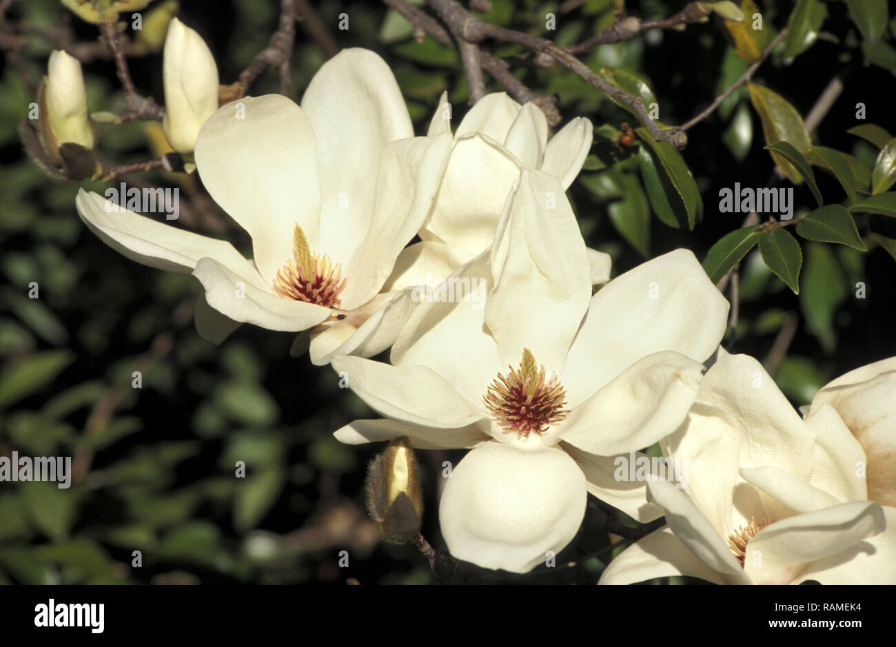 Bianco fiori di magnolia Foto Stock