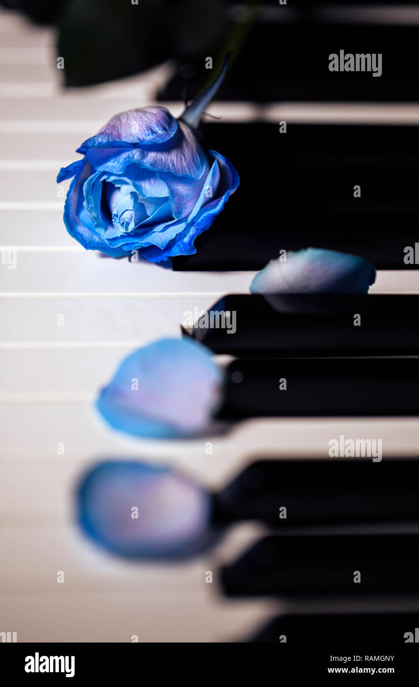 Flora fiore rosa blu su strumenti musicali di tasti di pianoforte foto Foto Stock