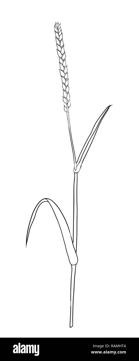 Pane di grano le orecchie del raccolto di cereali sketch. Di Frumento, di orzo e di malto di grano. Per poster con processo di produzione la fabbrica di birra di birra o di whisky. Vettore engra vintage Illustrazione Vettoriale