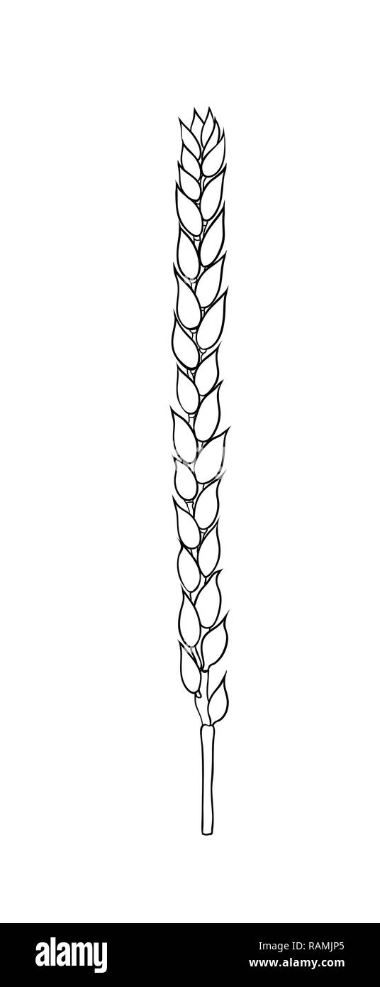 Pane di grano le orecchie del raccolto di cereali sketch. Di Frumento, di orzo e di malto di grano. Per poster con processo di produzione la fabbrica di birra di birra o di whisky. Vettore engra vintage Illustrazione Vettoriale