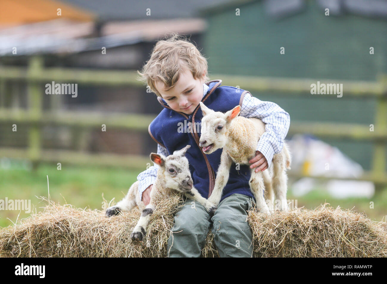 Arley, Worcestershire, Regno Unito. 4 gennaio, 2019. Cinque-anno-vecchio Henley, sulla sua famiglia's Farm vicino Arley, north Worcestershire, con un giorno di età di agnello. Anche se è ancora inverno e il tradizionale figliando stagione inizia in aprile nel Regno Unito, questi agnelli precoci sono il risultato di un apposito lasciando il tup, o RAM, con le sue pecore, la produzione di nuovo anno agnelli. Credito: Pietro Lopeman/Alamy Live News Foto Stock