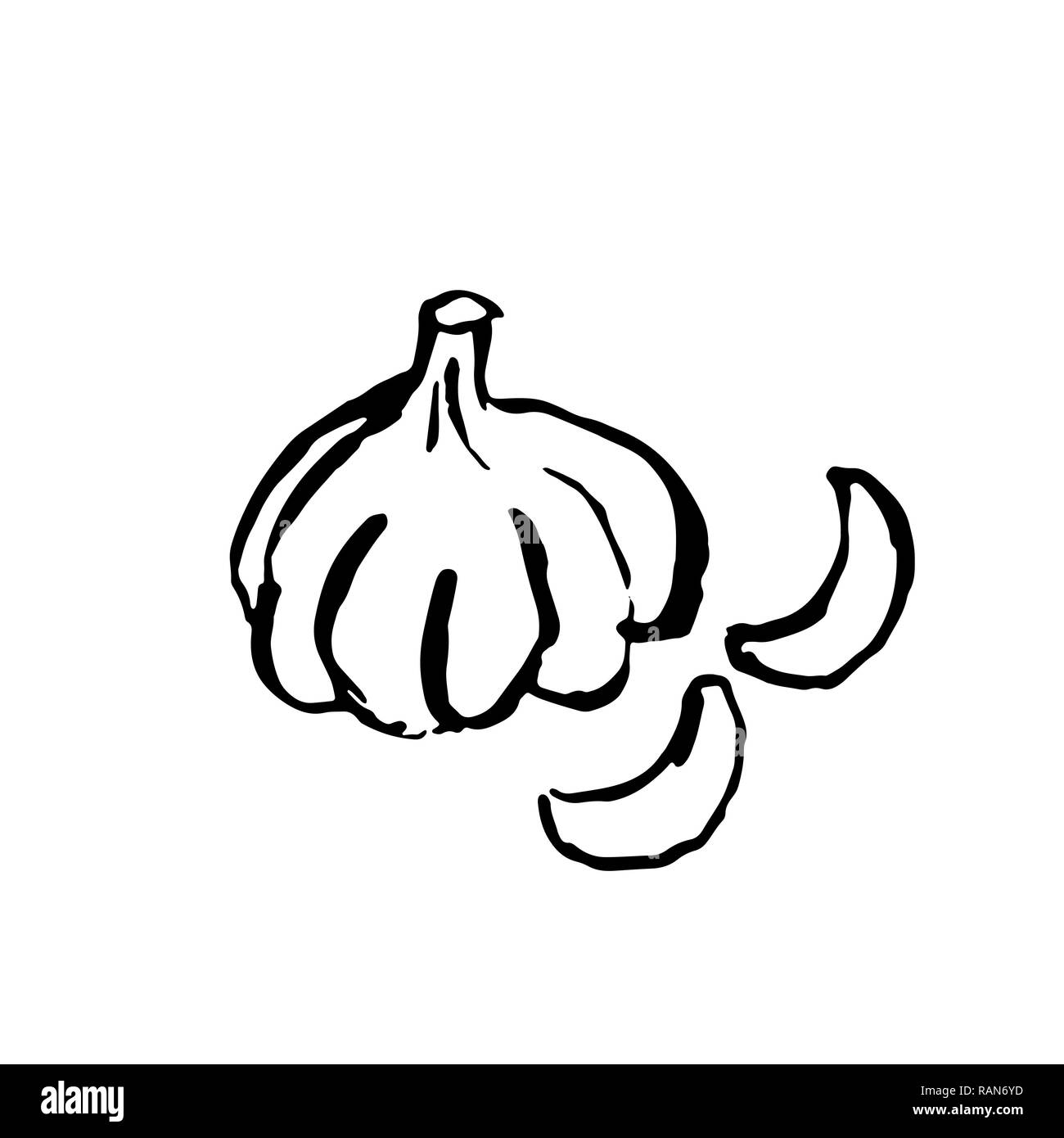 Aglio grunge icona pennello. Vettore disegnati a mano illustrazione. Illustrazione Vettoriale