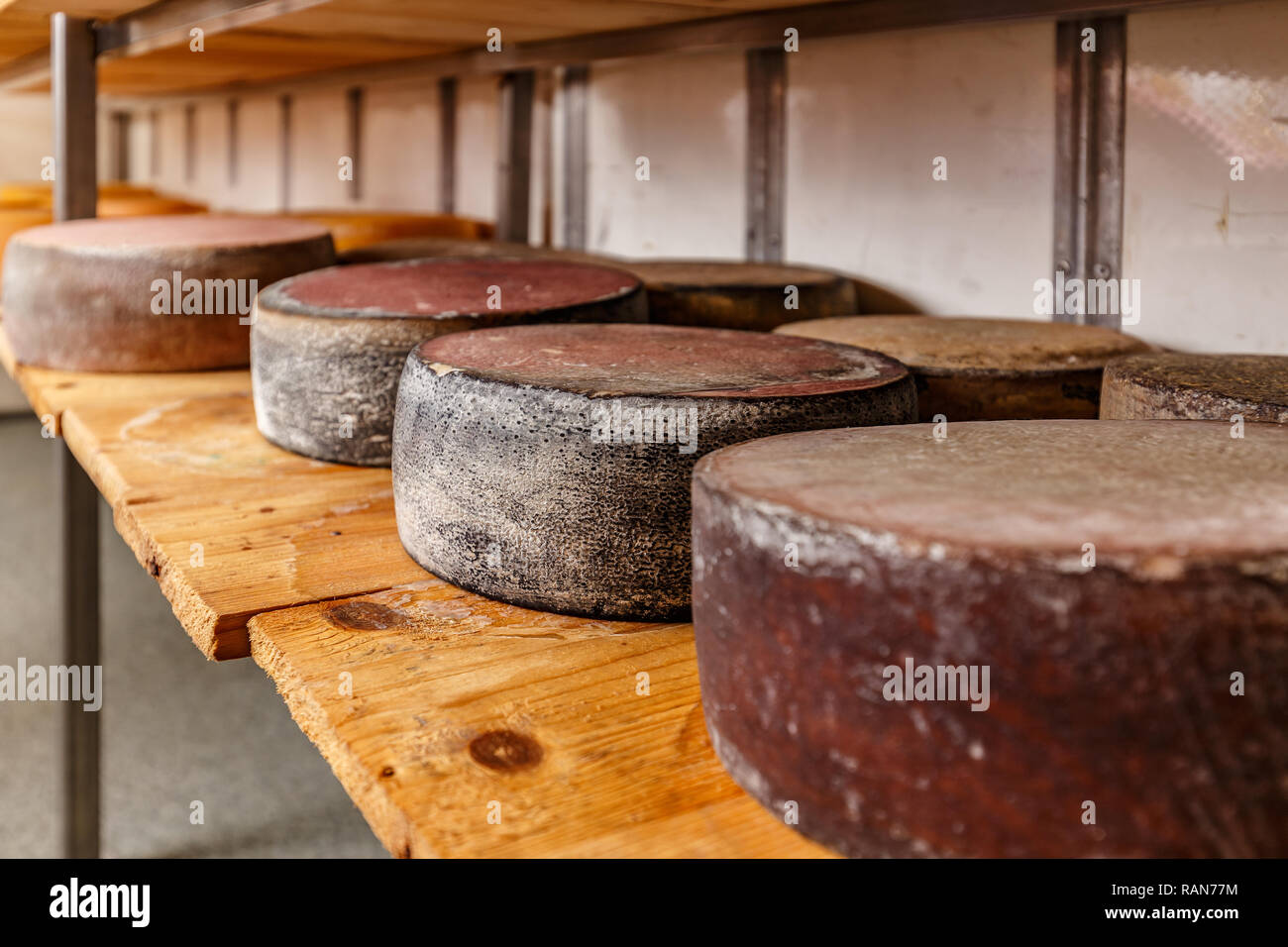 Ruote di maturazione il formaggio su scaffalature in legno Foto Stock