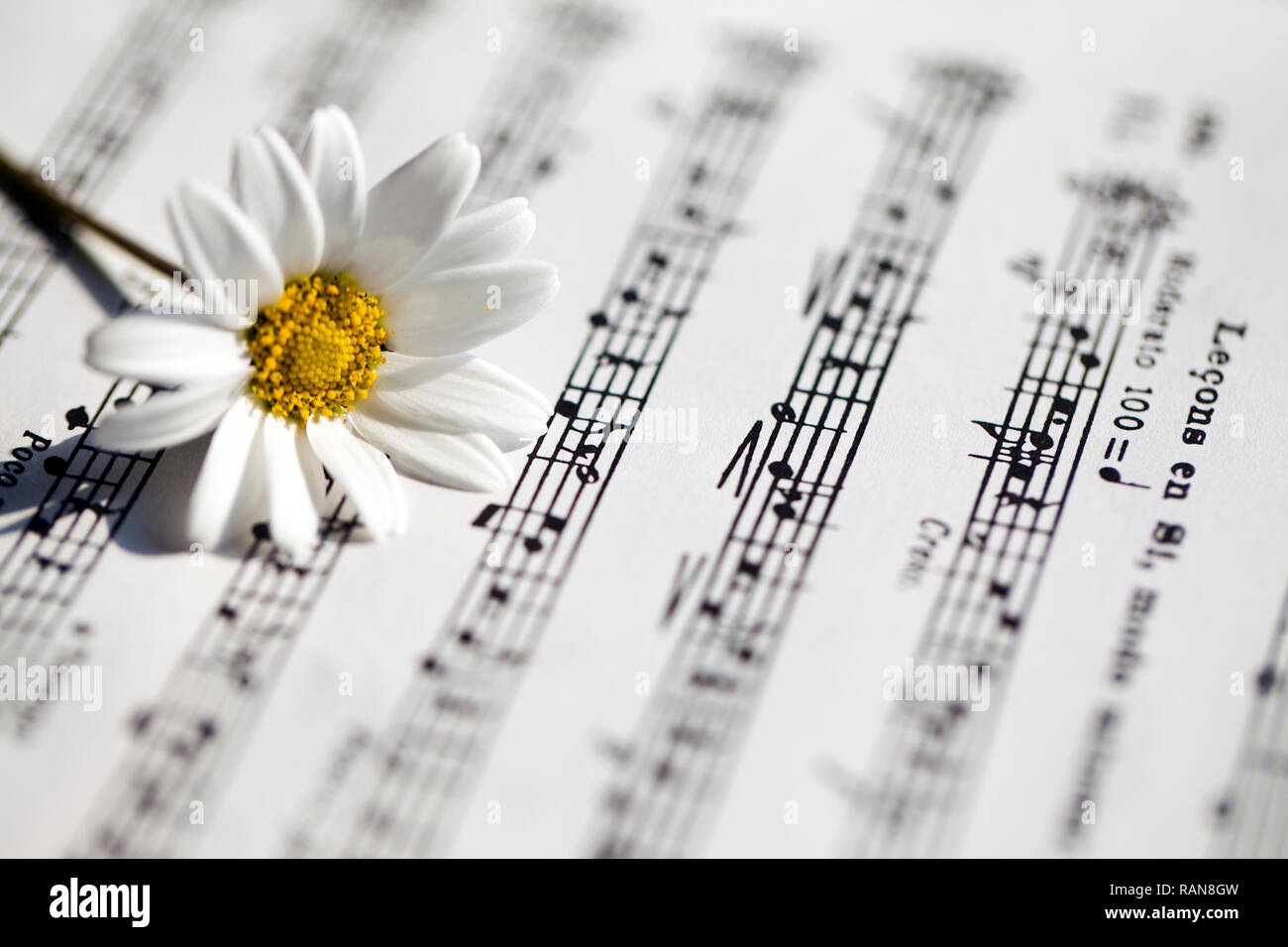 La flora di fiore Margherita e note musicali fogli foto Foto Stock