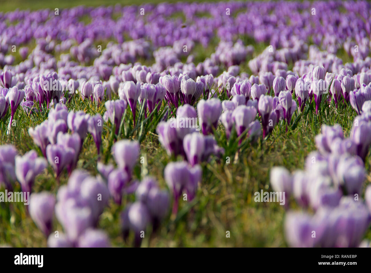 Un prato pieno di crocus in fiore fiori in primavera. Foto Stock