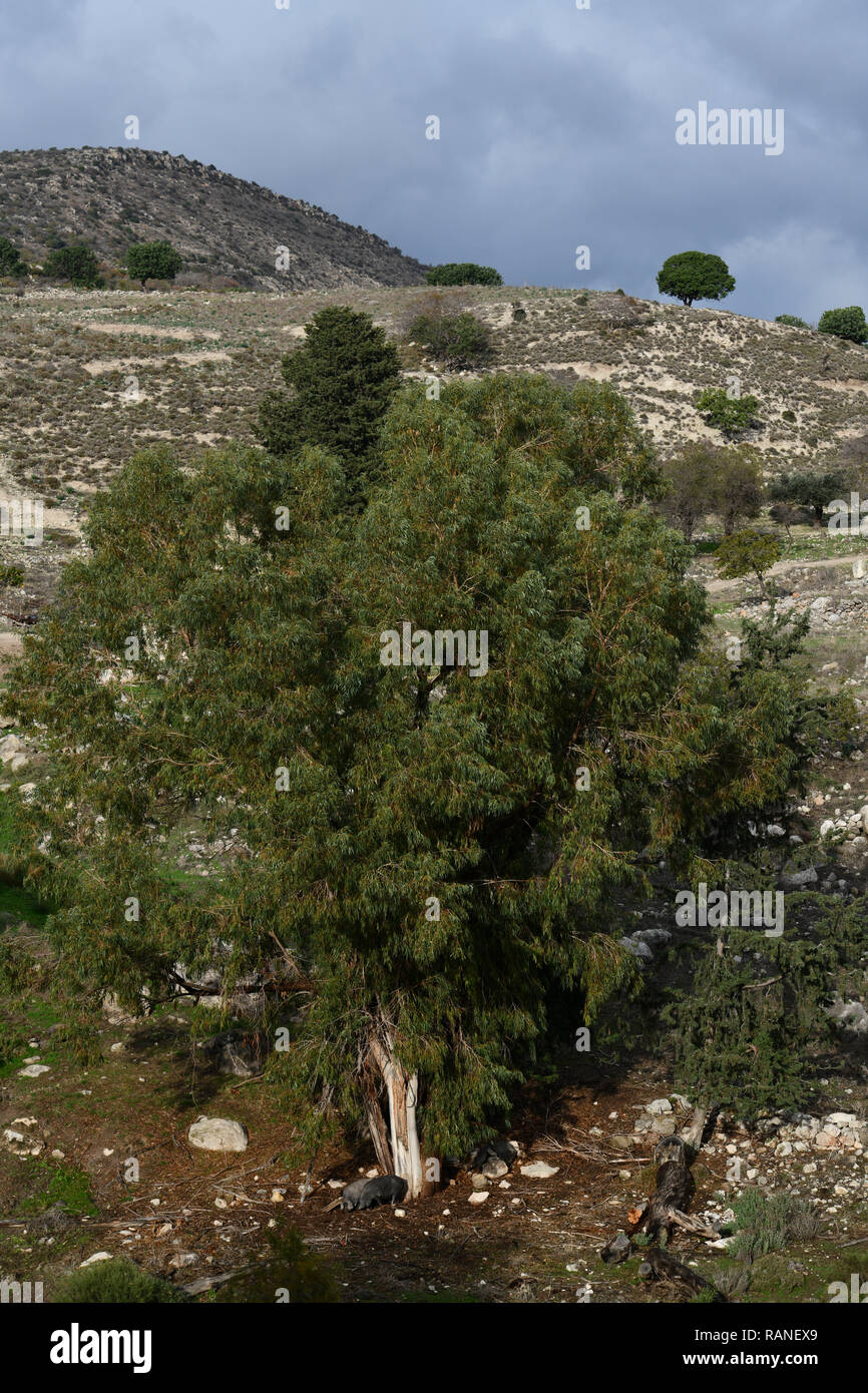 Eucalipto, penisola di Akamas, Cipro, Eukalyptusbaum, Akamas-Halbinsel, Zypen Foto Stock