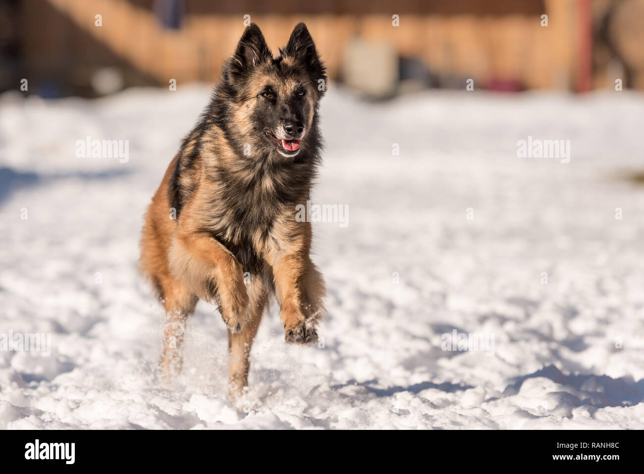 Tervueren - cane che corre sulla neve in inverno - Pastore belga Foto Stock