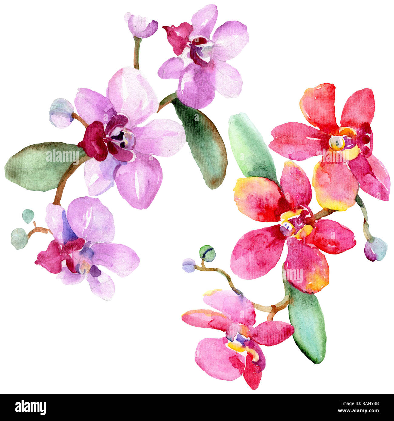 Orchid floreale di fiori botanica. Wild molla a balestra di fiori selvaggi isolati. Acquerello illustrazione dello sfondo impostato. Disegno ad acquerello fashion aquarelle è Foto Stock