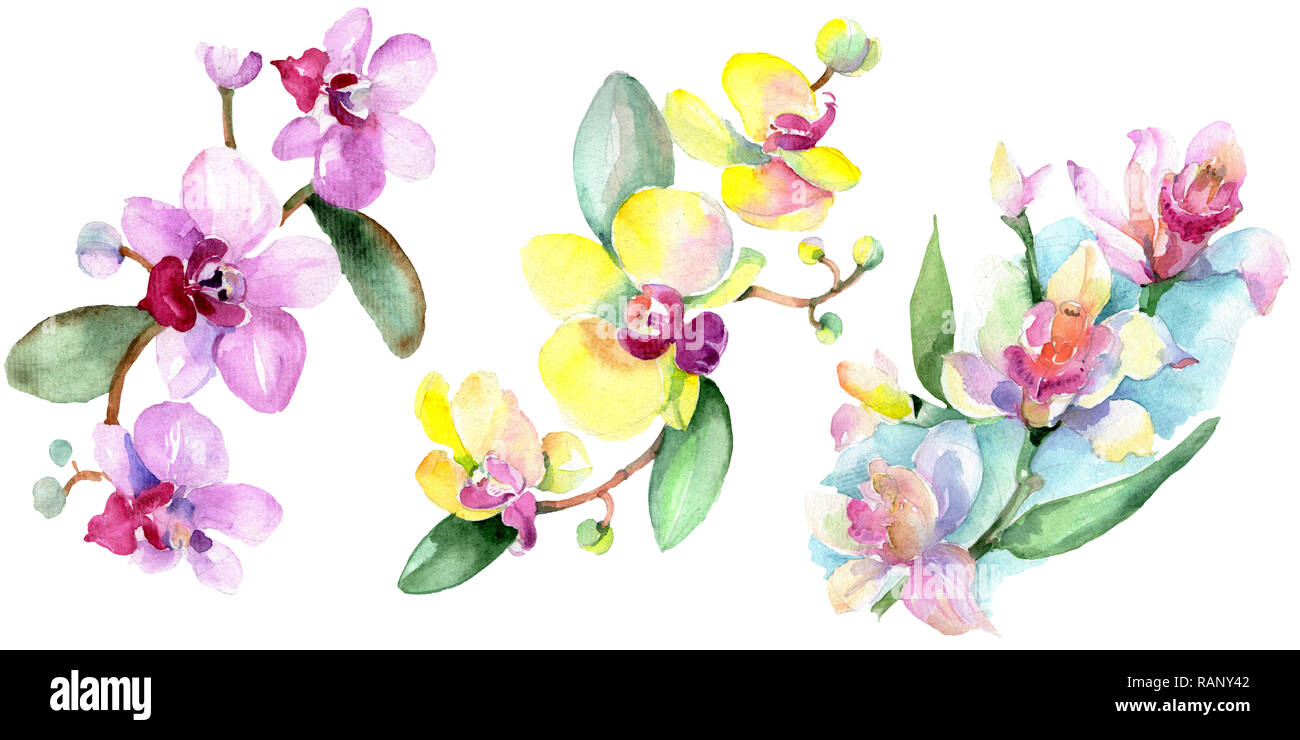 Orchid floreale di fiori botanica. Wild molla a balestra di fiori selvaggi isolati. Acquerello illustrazione dello sfondo impostato. Disegno ad acquerello fashion aquarelle è Foto Stock