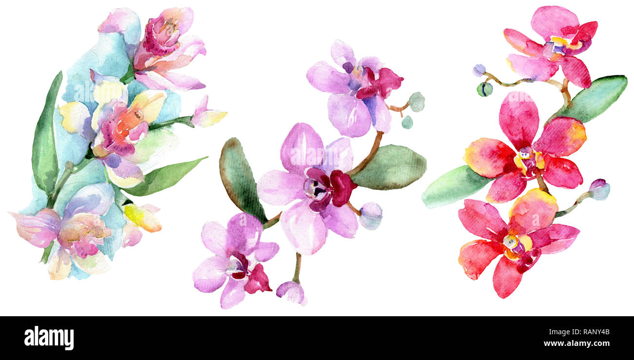 Orchid floreale di fiori botanica. Wild molla a balestra di fiori selvaggi isolati. Acquerello illustrazione dello sfondo impostato. Disegno ad acquerello fashion aquarelle è Foto Stock