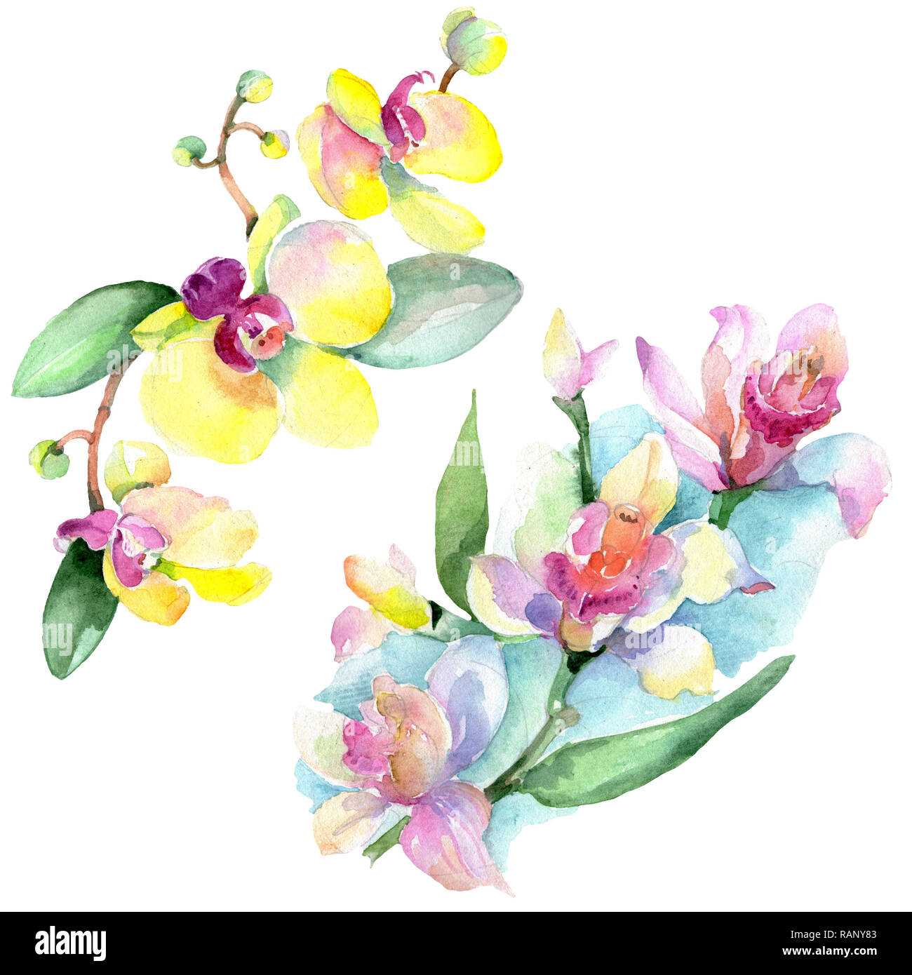 Orchid floreale di fiori botanica. Wild molla a balestra di fiori selvaggi isolati. Acquerello illustrazione dello sfondo impostato. Disegno ad acquerello fashion aquarelle è Foto Stock