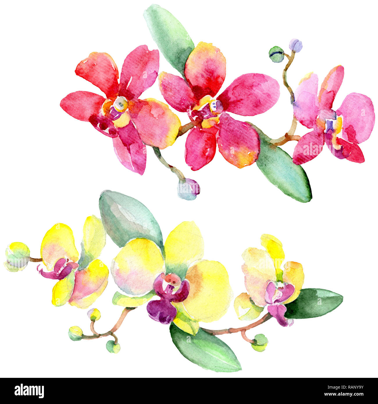 Orchid floreale di fiori botanica. Wild molla a balestra di fiori selvaggi isolati. Acquerello illustrazione dello sfondo impostato. Disegno ad acquerello fashion aquarelle è Foto Stock
