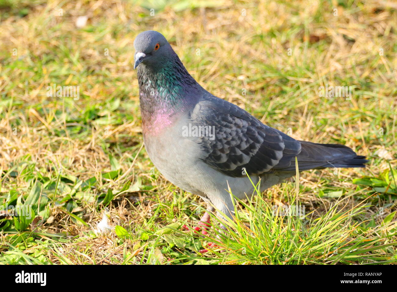 Piccione in natura Foto Stock