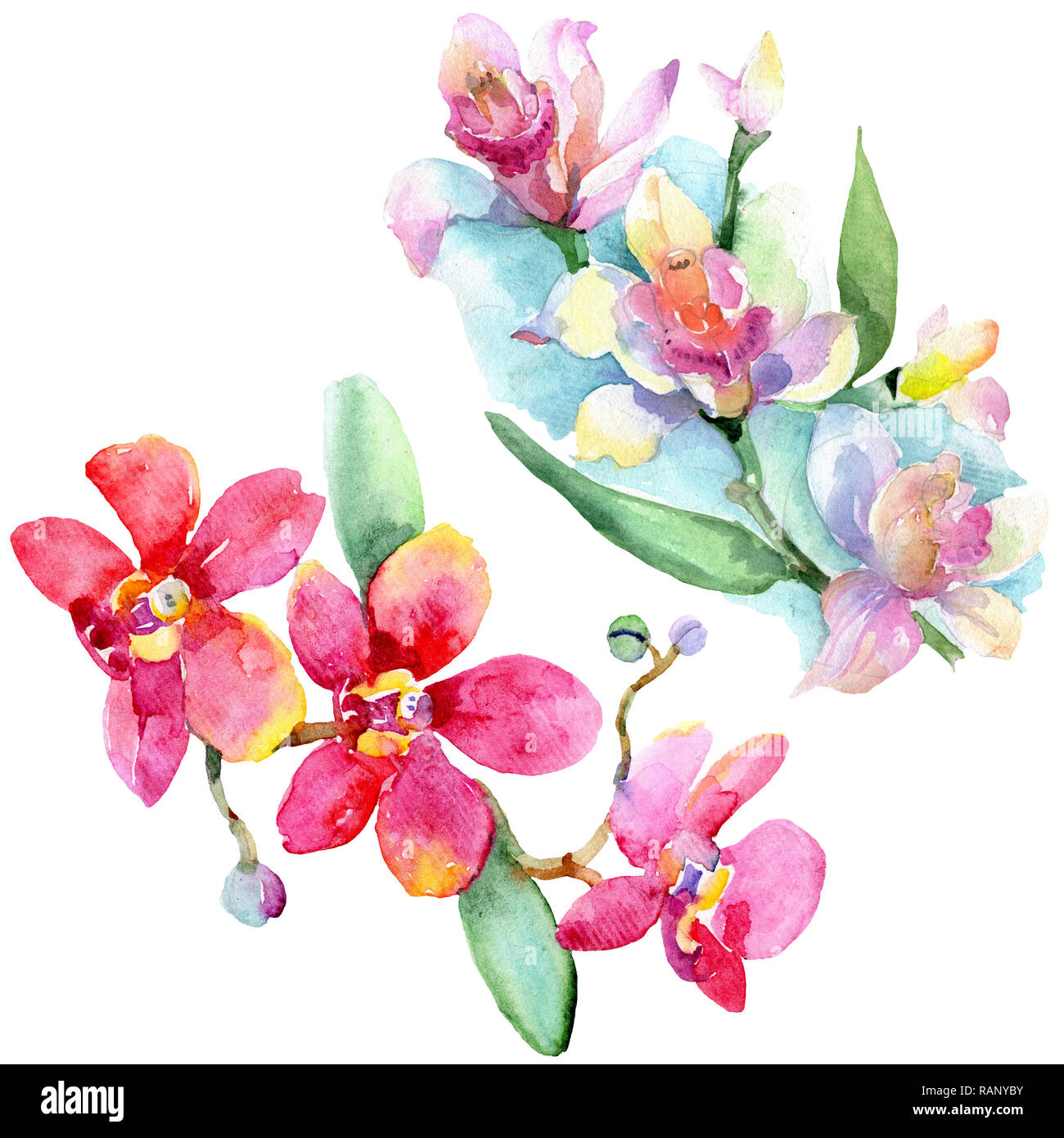 Orchid floreale di fiori botanica. Wild molla a balestra di fiori selvaggi isolati. Acquerello illustrazione dello sfondo impostato. Disegno ad acquerello fashion aquarelle è Foto Stock