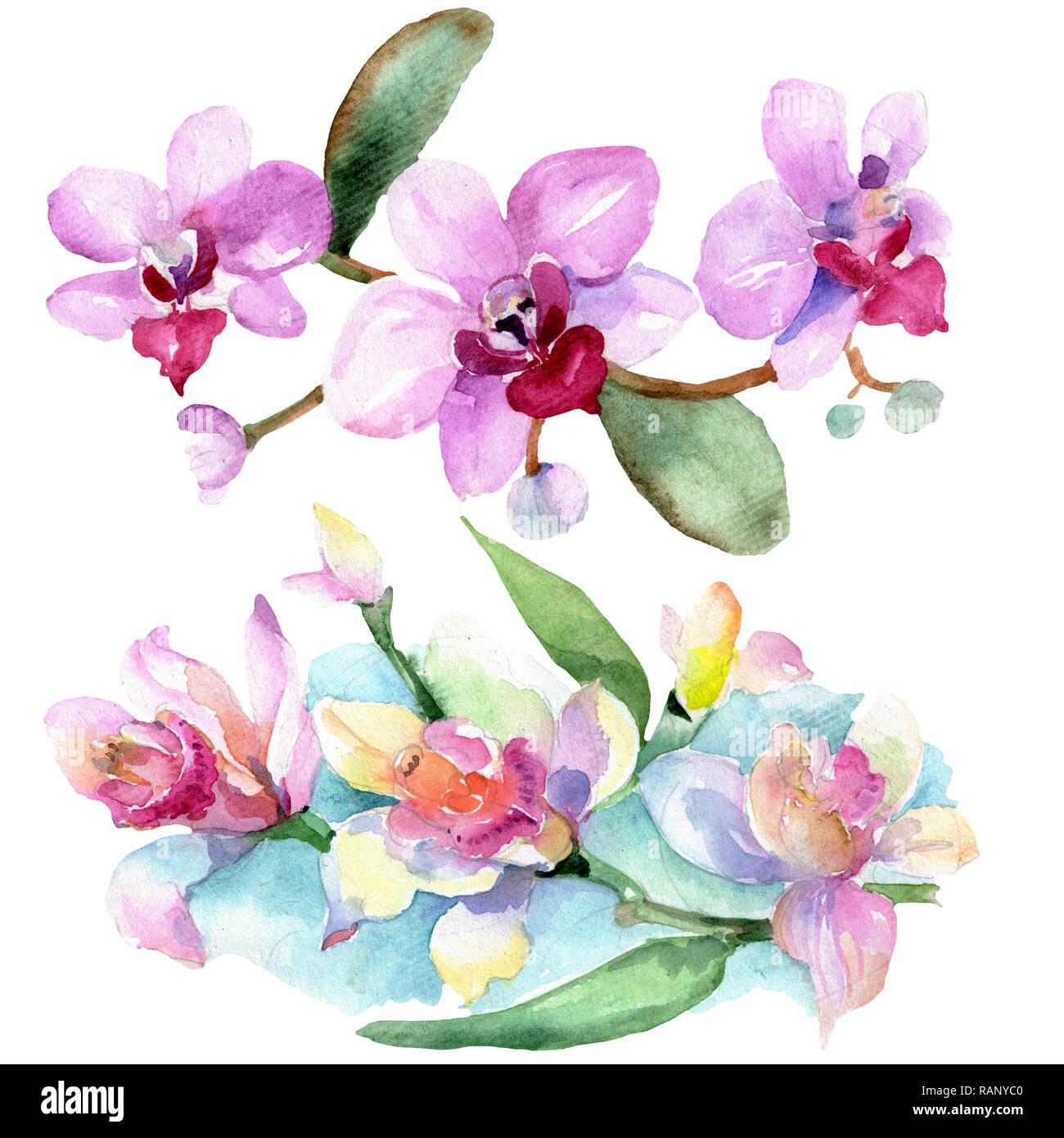 Orchid floreale di fiori botanica. Wild molla a balestra di fiori selvaggi isolati. Acquerello illustrazione dello sfondo impostato. Disegno ad acquerello fashion aquarelle è Foto Stock